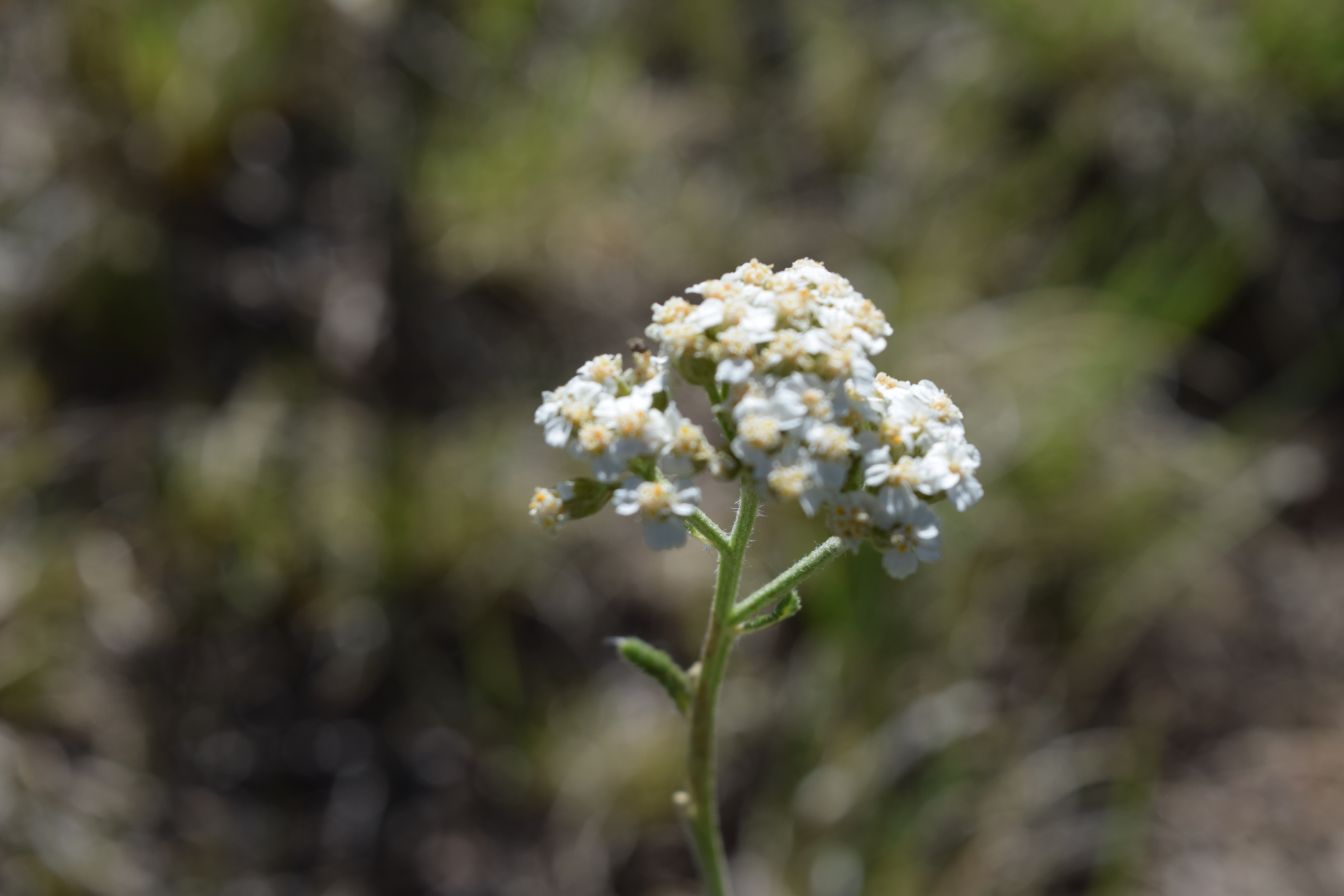 flowerphotos thumbnail
