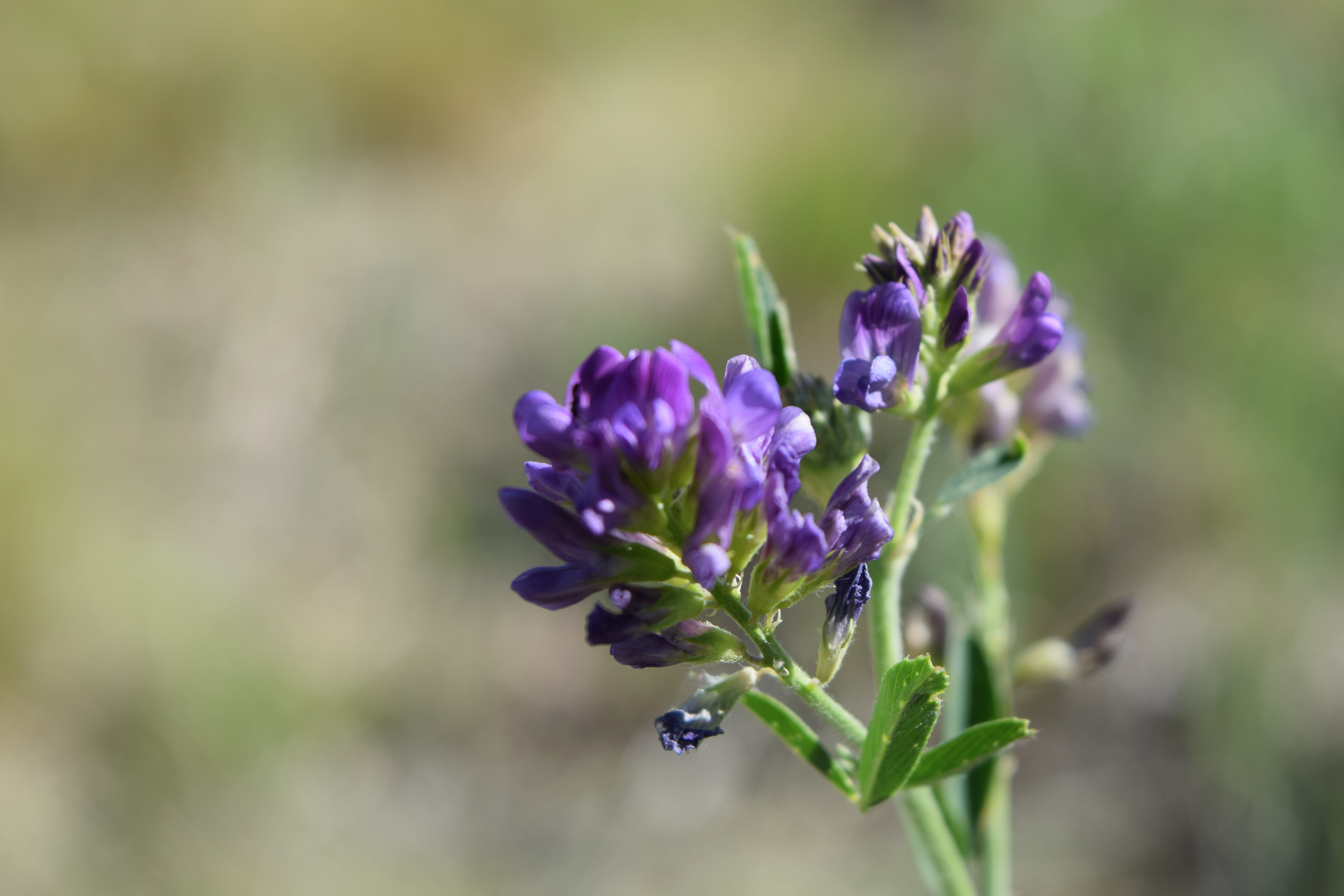A beautiful close-up of a flower