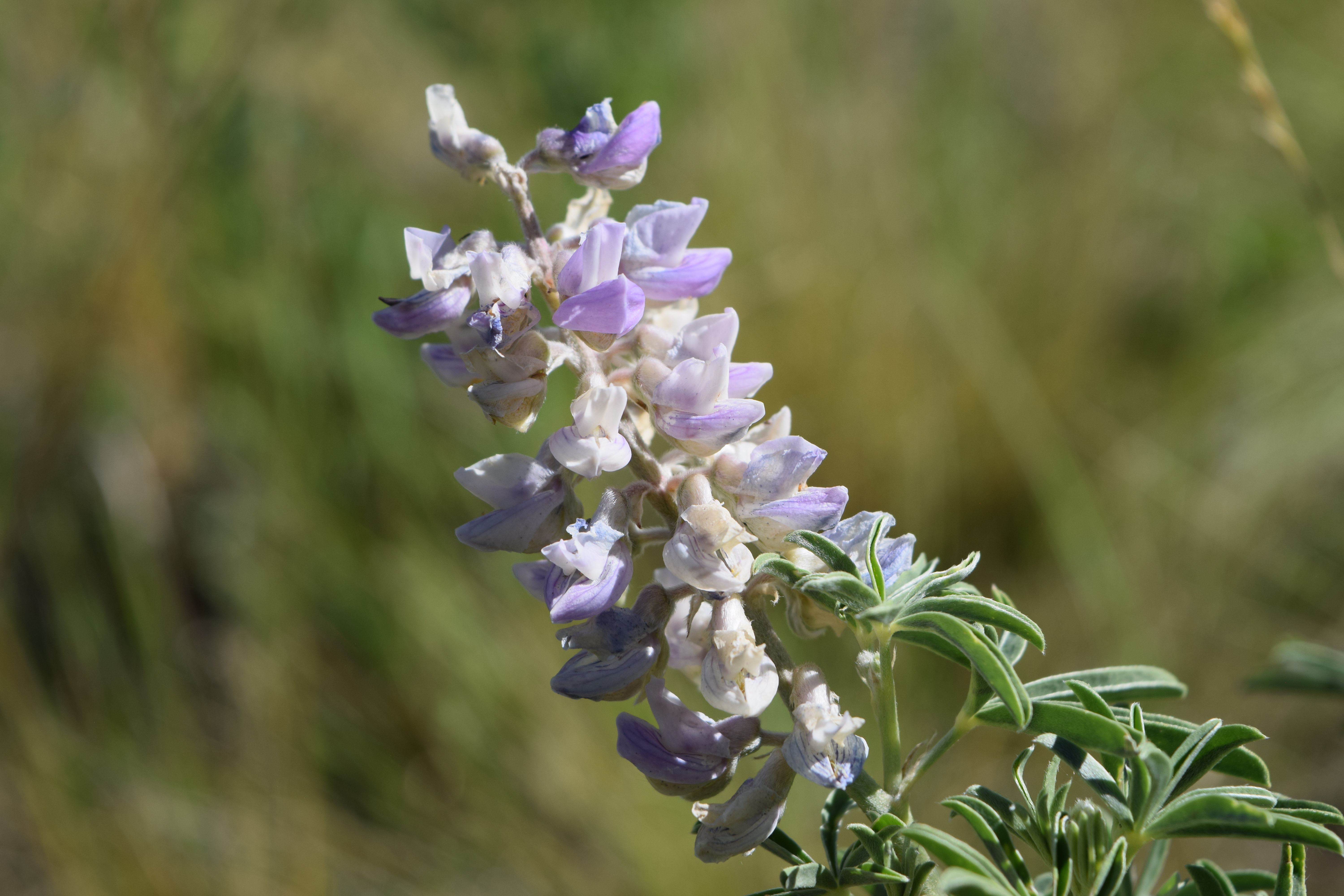 A beautiful close-up of a flower