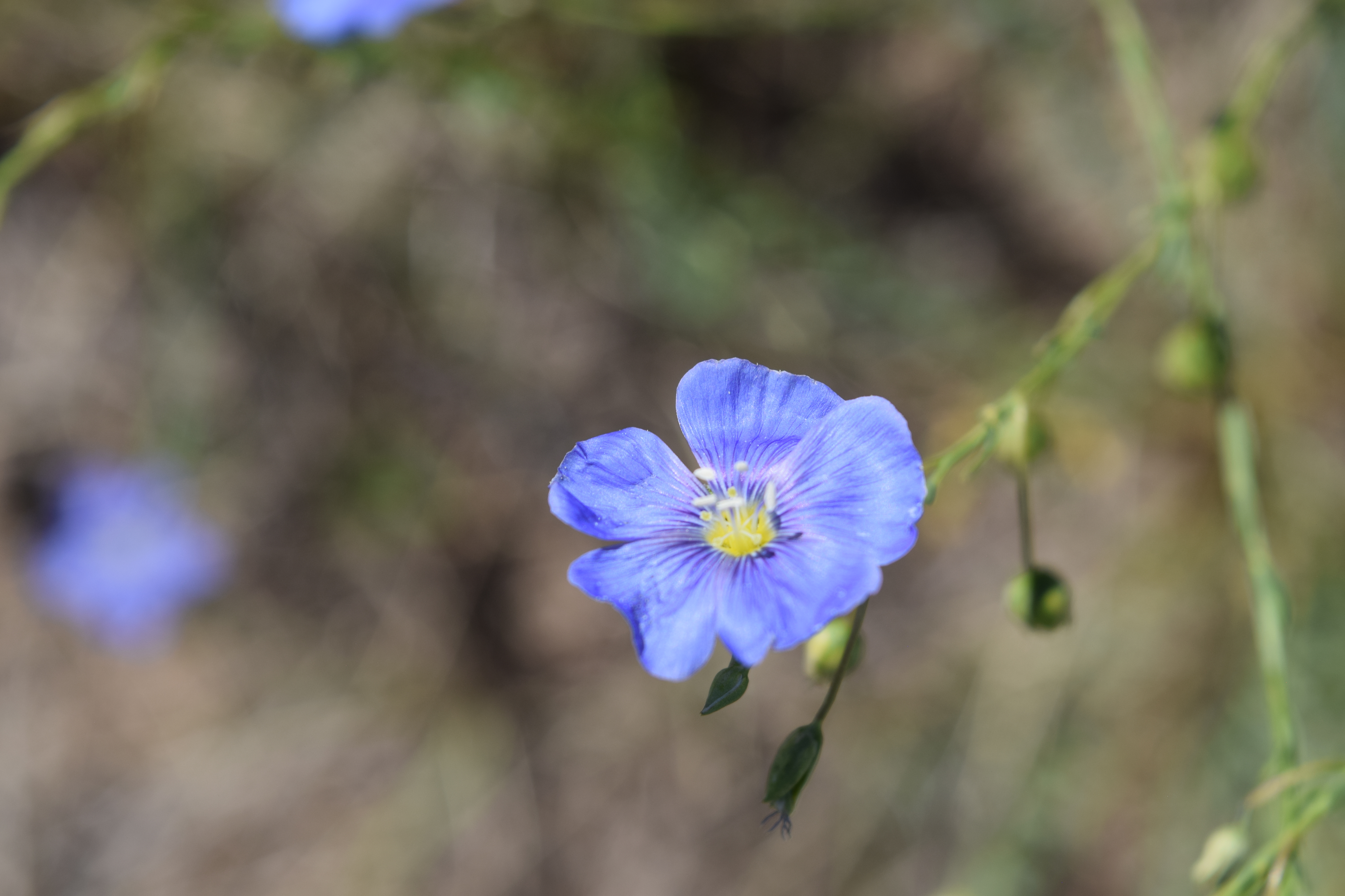 A beautiful close-up of a flower