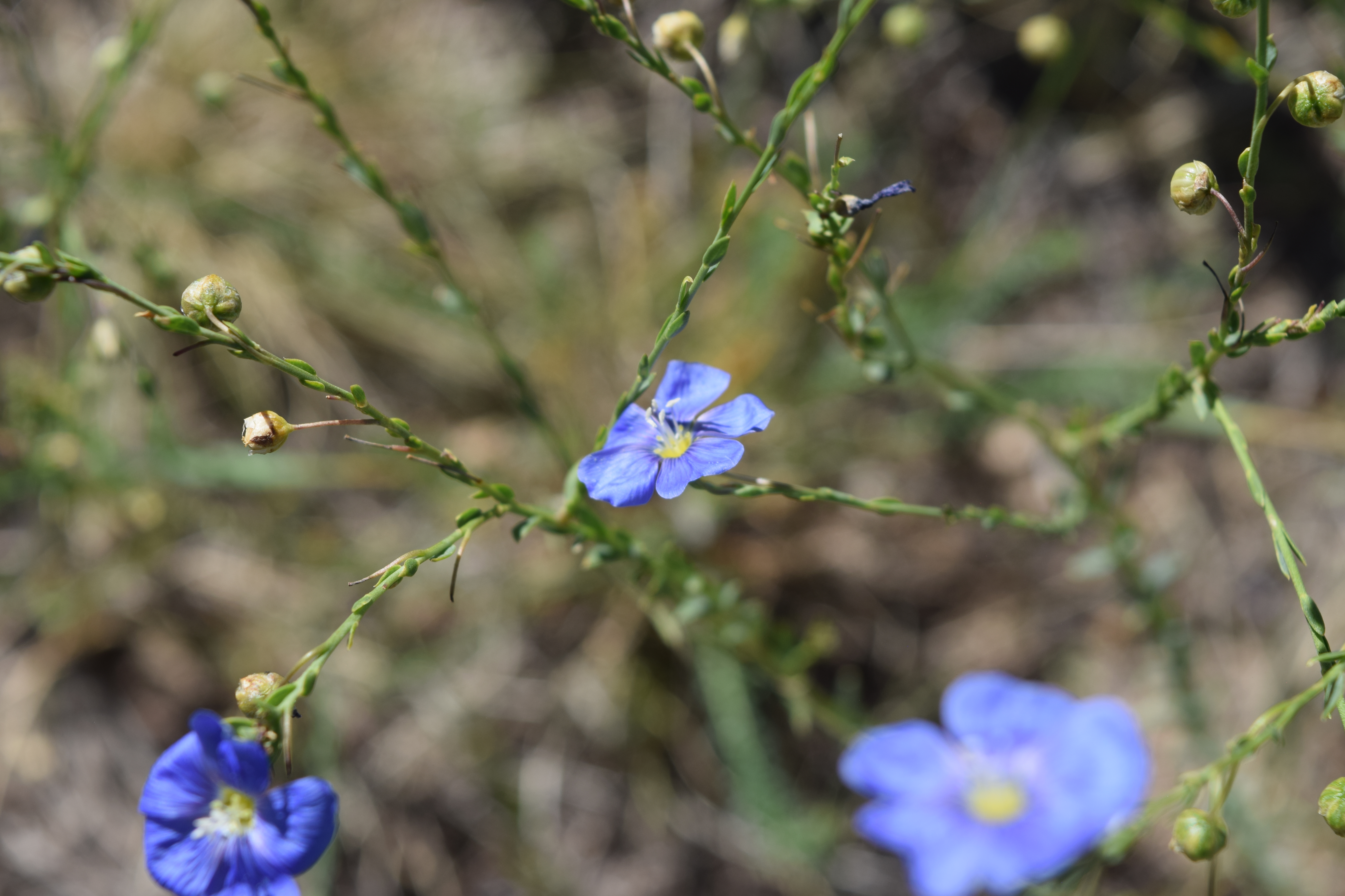 A beautiful close-up of a flower